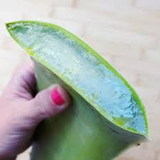 Aloe vera ist ein altbewährtes heilmittel, das sowohl die innere als auch die äußere gesundheit unterstützt. Aloe Vera Creme Selber Machen Diy Aloe Vera Creme Aus Dem Frischen Blatt