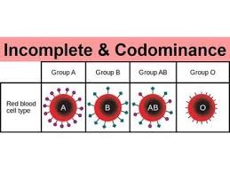 Incomplete Dominance Codominance Powerpoint W Punnett Squares Worksheet Punnett Squares Powerpoint Free Powerpoint