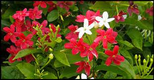 Image result for Combretaceae