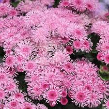 Image result for Ageratum
