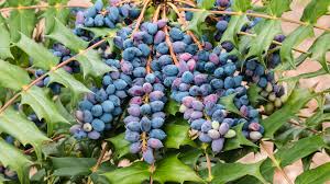 No need to register, buy now! Mahonia Aquifolium Edible Hardy Showy Shrub Seeds 20 Seeds Of Oregon Holly Grape