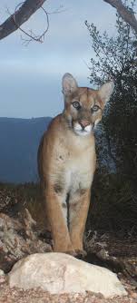 The lion associated with the april 25. Stay Safe Mountain Lion Foundation