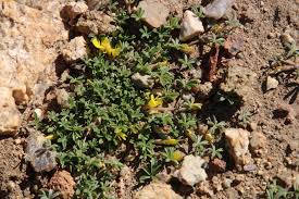 Image result for Lotononis stipulosa