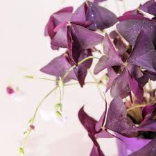 Dreieckiger Glucksklee Oxalis Triangularis Gunstig Online Kaufen Klee Pflanze Roter Klee Pflanzen Bestellen