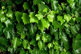 Image result for Hedera