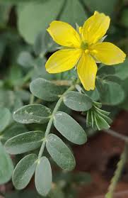 Image result for Dolichos sericeus