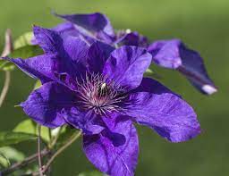 Check spelling or type a new query. Zone 4 Clematis Vines Tips On Choosing Clematis For Cold Climates