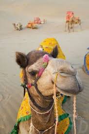 This weekend i ended up giving the chest a dual trap. Camels
