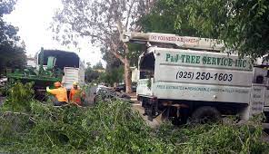 P J Tree Services Professional Tree Care Since 1996