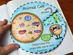 Here's a fun way to learn the parts of a cell and prep lunch at the same time. 130 Animal Cell Project Ideas In 2021 Cells Project Animal Cell Project Animal Cell