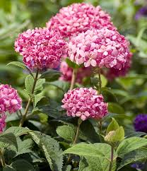 Plus, these are pruned into a tree. Growing Hardy Hydrangeas In Northern Canadian Gardens