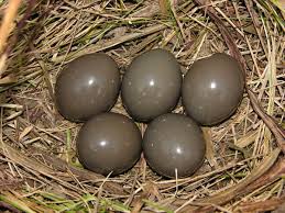 Birds That Lay Blue Eggs On The Ground Tinamou Nest On The Ground Between Clumps Of Grass At The Base Of Shrubs Or Large Weeds In Woodland Elliptical Or Ovoi Bird Species Spring Birds Bird Eggs