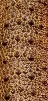 Check spelling or type a new query. Bearded Dragon Scale Scales Texture Hd Mobile Wallpaper Peakpx