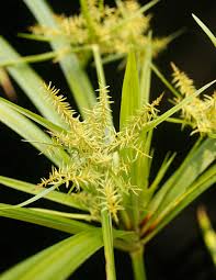 Image result for Pycreus macrostachyus