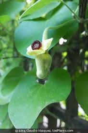 Image result for Aristolochia promissa