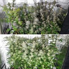 Maybe you would like to learn more about one of these? Lec Vs Led Grow Lights Side By Side Cannabis Grow Journal Grow Weed Easy