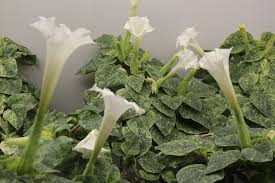 Image result for Datura inoxia