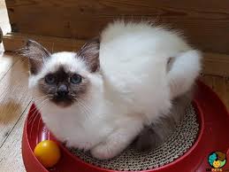 For centuries, they were the companions of buddhist monks in burmese temples, and came to the west via france in the early 1900s. Birman Cat Breed Information Uk Pets