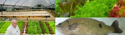 Dr Wilson Lennard On Commercial Aquaponics Ecofilms