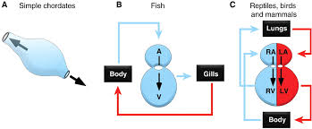 Blood provides the body with oxygen and nutrients, as well as assists in the removal of metabolic wastes. Gene Regulatory Networks In The Evolution And Development Of The Heart Science