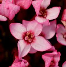 Image result for Penaeaceae