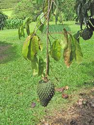 Image result for Annona muricata