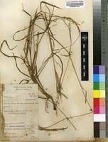 Image result for Setaria longiseta