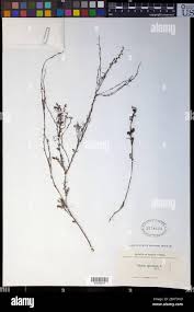 Image result for Eriosema flexuosum