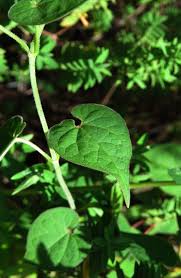 Image result for Riocreuxia chrysochroma