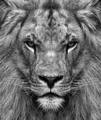 Black And White Angry Lion Face Wallpaper Don T Mess With This One Lionsbible Black And White Lion Lion Photography Lion Face