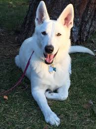 The puppies are 8 weeks old (4/29/21). Foxhunt White Shepherds Home Facebook