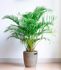 Spots On Areca Palm What To Do White Brown And Black Spots Garden Tabs