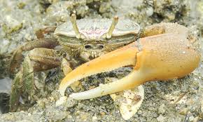 Image result for Crabbea coerulea