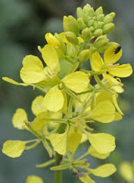 Image result for Tragus pedunculatus