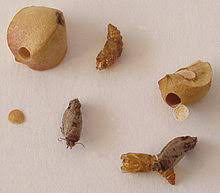 Live mexican jumping beans 3 cases of 5 beans. Mexican Jumping Bean Wikipedia
