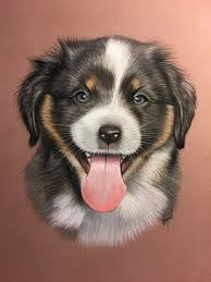 Berger Australien Pastel Dessin Realise Au Pastel D Apres Photo Portrait Animalier Dessin Animalie Dessin Chien Portraits De Chiens Personnage Dessin Anime