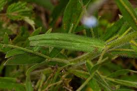 Image result for Cynoglossum lanceolatum