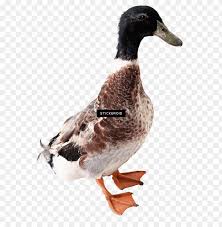 Gamabr caw patrol hitam putih. Download White Duck Gambar Bebek Png Free Png Images Toppng