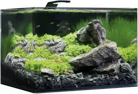 4) select a stone with vertical height. Nano Aquarium Dennerle