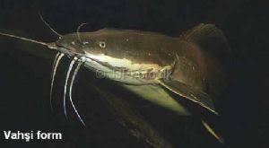 Clarias Batrachus 2020 Kedi Baligi Yuzgec Kedi