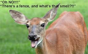 Spread coffee grounds around your garden. How To Keep Deer Away From Eating Your Apple Trees