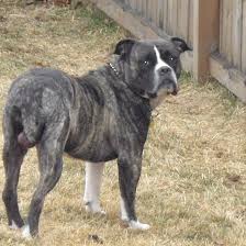 Our dogs are very protective, loyal and most. Nebraska Alapahas Home