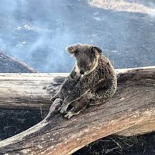 Australian Fires Have Devastated Koala Population Could They Be Introduced In New Zealand To Prevent Extinction South China Morning Post