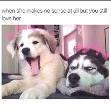 Funnypuppyquotesimages Funny Animals Funny Animal Pictures Animals