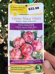 These are the best trees to grow in your yard for shade, privacy, and color. 5 Steps For Choosing The Best Backyard Fruit Trees Lady Lee S Home