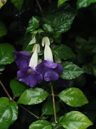 Image result for Thunbergia erecta