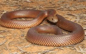 Le serpent est connu pour faire. Top 10 Des Plus Gros Et Grands Serpents Du Monde Animaux Cheris