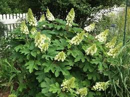 Little ruby, cape town, western cape. Ruby Slippers Hydrangea Care And Growing Guide