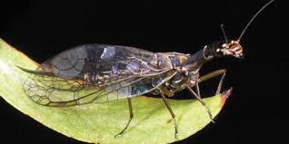 Image result for Raphidiocystis