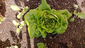Uproot the entire plant, and store it in the refrigerator with the roots in a container of water and a damp paper towel or plastic bag over the leaves. How To Store Your Lettuce Harvest Brooklyn Farm Girl